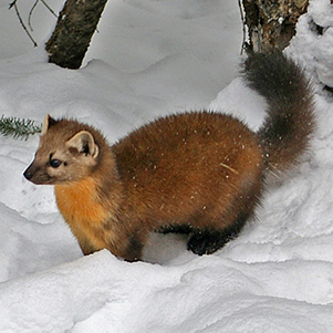 Marten